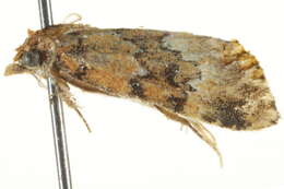 Image of Tegiapa larentiodes