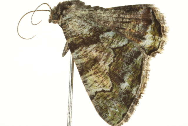 Image of Xylopteryx prasinaria Hampson 1909