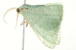 Image of Prasinocyma immaculata Thunberg 1784