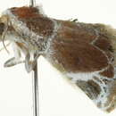 Image of <i>Eublemma costimacula</i>