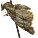 Image of Eupithecia dilucida Warren 1899