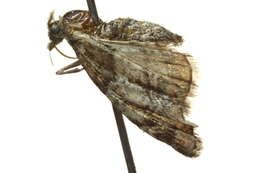 Image of Eupithecia dilucida Warren 1899