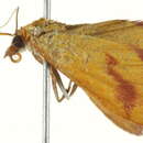 Image of Pyrausta diatoma Hampson 1913