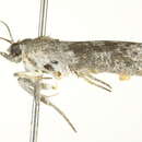 Image of Thylacoptila