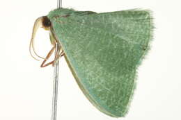 Image of Prasinocyma immaculata Thunberg 1784