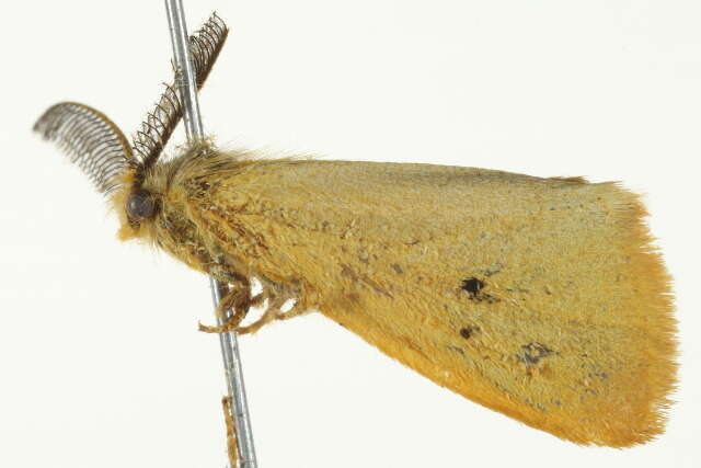 صورة Bracharoa quadripunctata Wallengren 1875