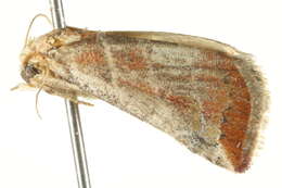 Image of Eublemma baccalix