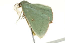 Image of Traminda ocellata Warren 1895