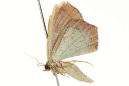 Image of Traminda vividaria Walker 1861