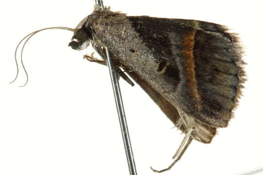 Image of Acantholipes circumdata Walker 1858