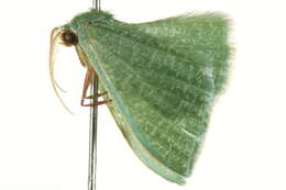 Image of Prasinocyma immaculata Thunberg 1784