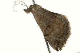 Image of PlecopteraNoc arctinotata