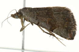 Image of PlecopteraNoc arctinotata