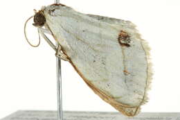 Image of Scopula sanguinisecta Warren 1897