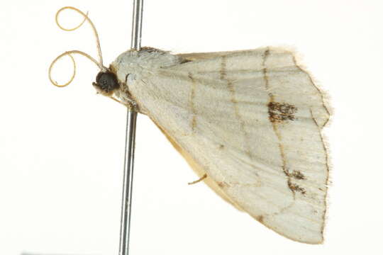 Image of Scopula sanguinisecta Warren 1897