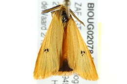 صورة Bracharoa quadripunctata Wallengren 1875