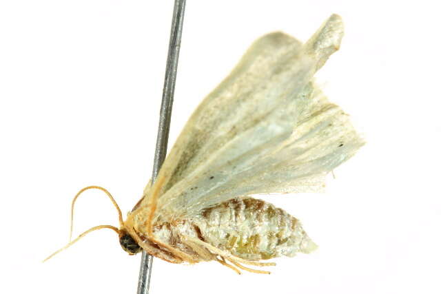 Image of Mixocera viridans Prout 1912