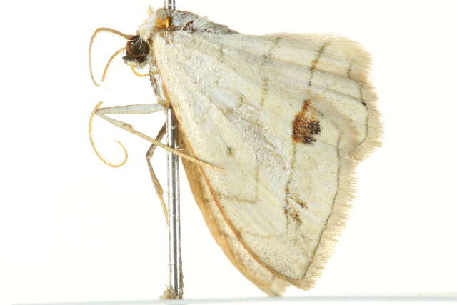 Image of Scopula sanguinisecta Warren 1897