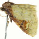 Image of Lophocyttarra phoenicoxantha Hampson 1914
