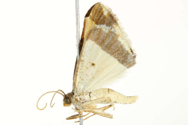 Image of Ligdia batesii Wallengren 1875