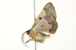 Image of Zamarada pulverosa Warren 1895