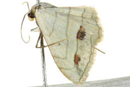 Image of Scopula sanguinisecta Warren 1897