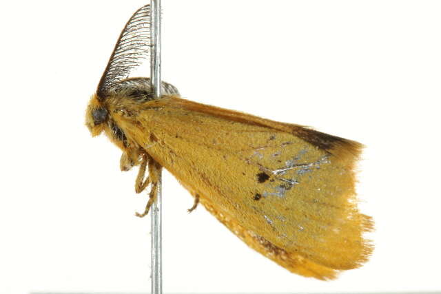 صورة Bracharoa quadripunctata Wallengren 1875