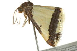 Image of Ligdia batesii Wallengren 1875