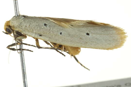 Image of Ethmia rhomboidella Walsingham 1897