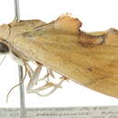 Image de Neaxestis irrorata Hampson 1910