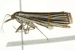 Image of Aurotalis nigrisquamalis