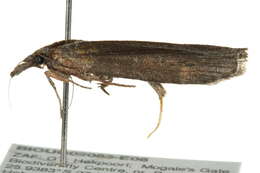 Image of Lamoria exiguata Whalley 1964