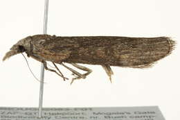 Image of Lamoria exiguata Whalley 1964