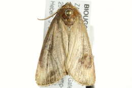Image of Busseola fusca Fuller 1901