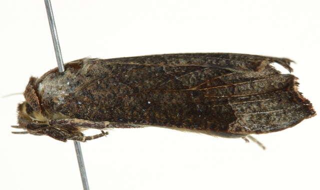 Image of Anomis sabulifera Guenée 1852