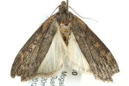 Image of Lamoria exiguata Whalley 1964