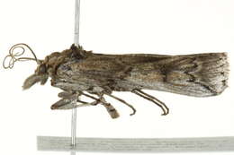 Image of Cactoblastis