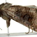 Image of Omphalestra mesomelana Hampson 1902