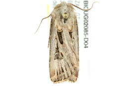 Image of Agrotis biconica Kollar 1844