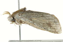 Image of Desmeocraera vernalis Distant 1897