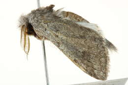 Image of Desmeocraera vernalis Distant 1897