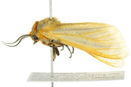 Image of Radiarctia screabilis screabilis