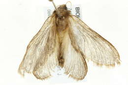 Image of Eudalaca ammon Wallengren 1860