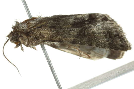 Image of Acronicta transvalica Hampson 1911