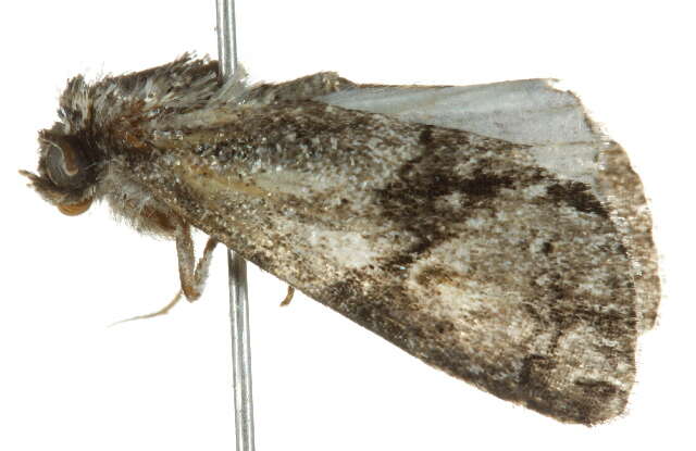 Image of Acronicta transvalica Hampson 1911