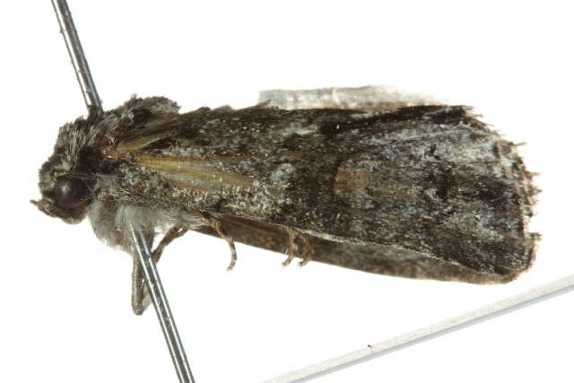 Image of Acronicta transvalica Hampson 1911