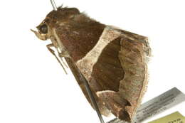 Image of <i>Dysgonia torrida</i>