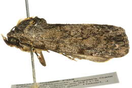 Image of <i>Tachosa fumata</i>