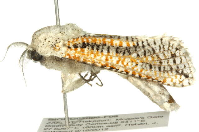 Image of Azygophleps inclusa