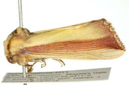 Image of <i>Rigema ornata</i> Walker 1865